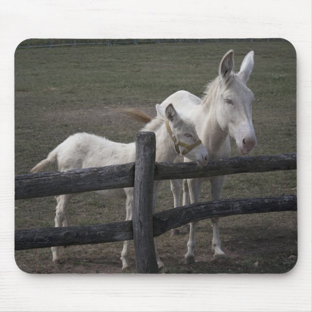 Weißer Donkey in Österreich-Ungarn Mousepad (Vorne)