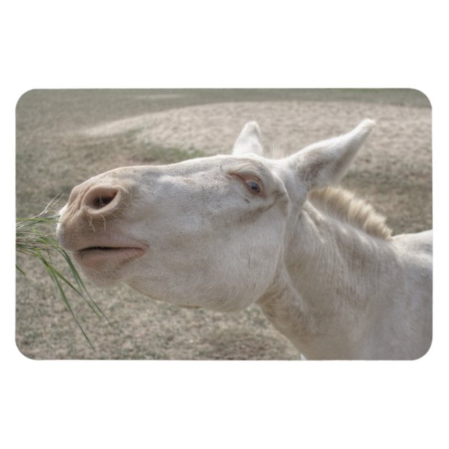 Weißer Donkey (Österreich-Ungarn) Magnet (Horizontal)