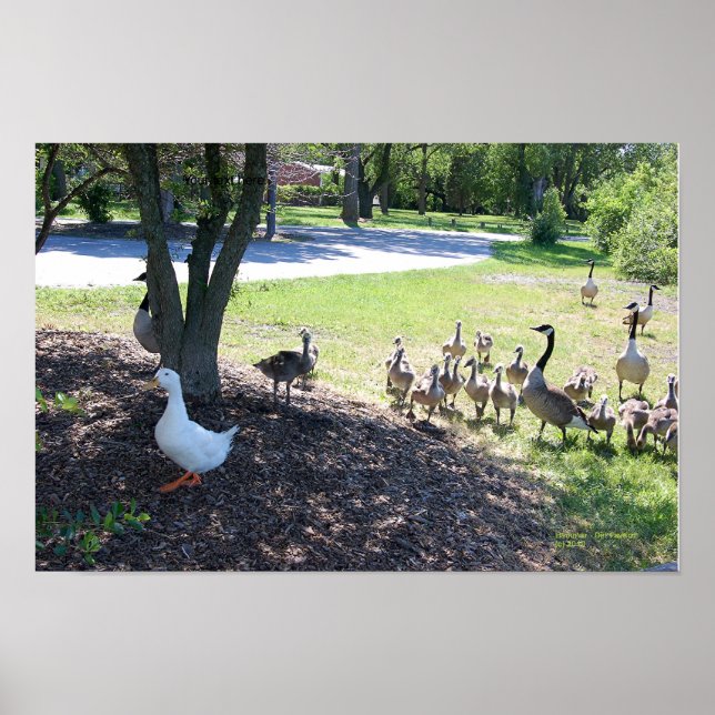 WEISSER DUCK UND GEESE POSTER (Vorne)