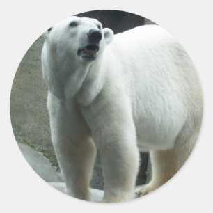 Weißer Eisbär-Aufkleber Runder Aufkleber