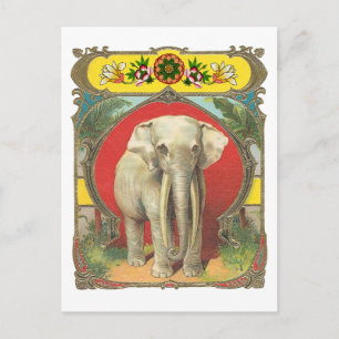 Weißer Elefant Postkarte