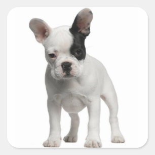 Weißer Französischer Bulldog Welpenhund Schwarze Quadratischer Aufkleber