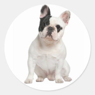 Weißer Französischer Bulldog Welpenhund Schwarzes  Runder Aufkleber