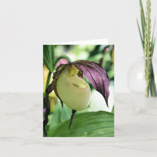 Weißer Frauenschuh-Orchideen-Blumenfotografie