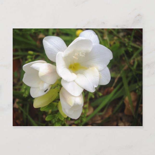 Weißer Freesia Postkarte (Vorderseite)