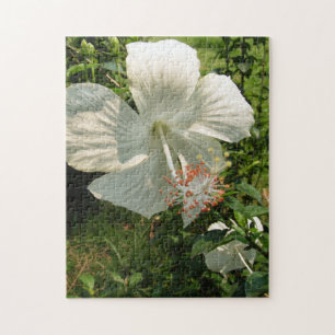 Weißer Frühling, Blume, Blumen, Sommer, Natur,