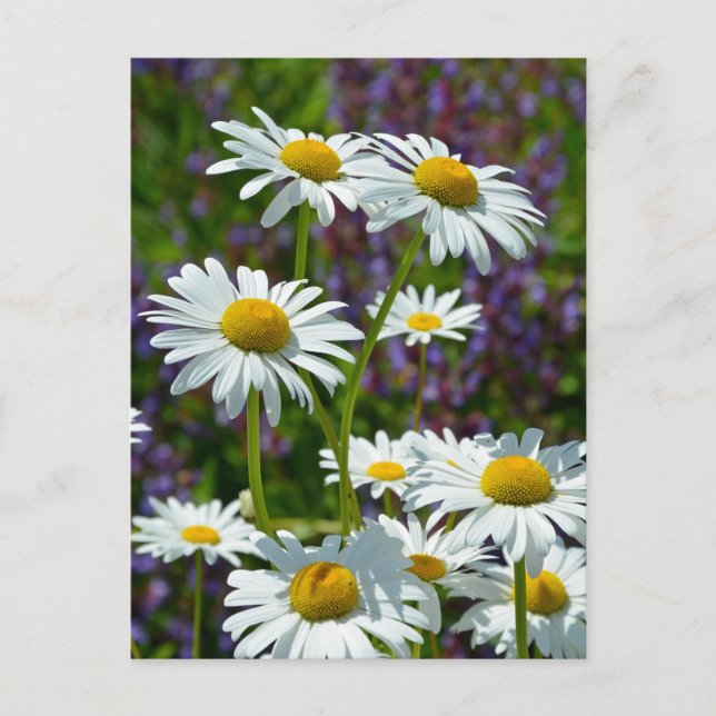 Weißer Frühling in Blüte Postkarte (Vorderseite)
