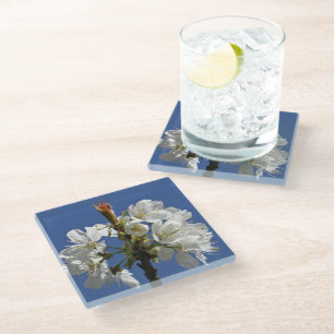 Weißer Frühlingsblut Glasuntersetzer
