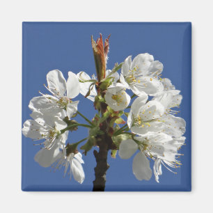 Weißer Frühlingsblut Magnet