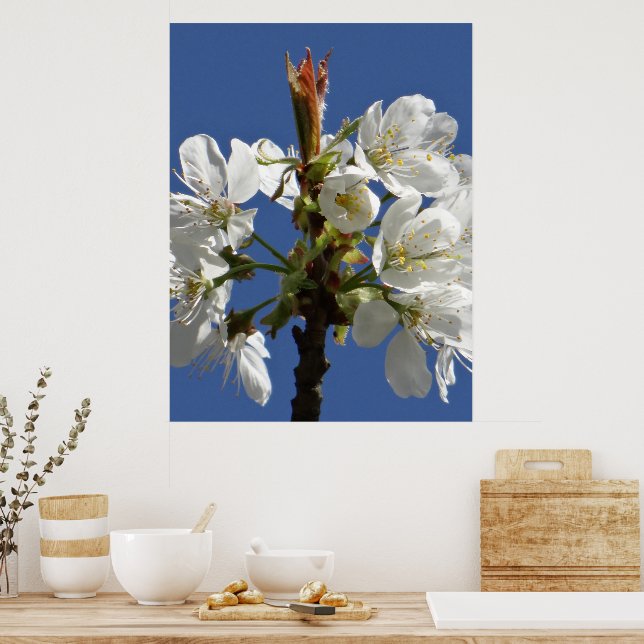 Weißer Frühlingsblut Poster (Küche)