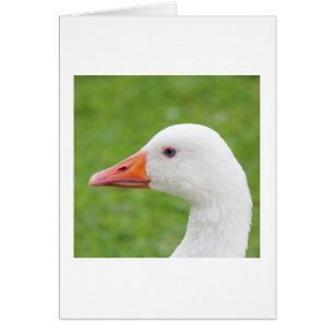 Weißer Gänserich