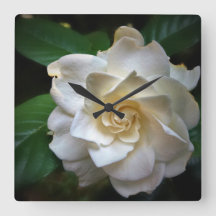 Weißer Gardenia