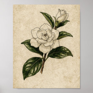 Weißer Gardenienzweig Tinte Botanische Studie Poster