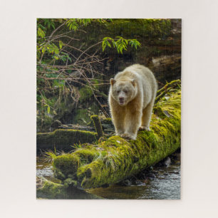 Weißer Geistbär British Columbia, Kanada