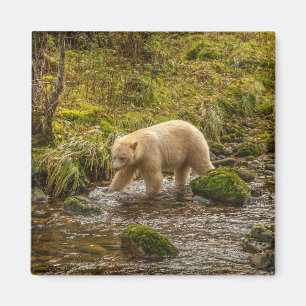Weißer Geistbär jagt auf dem Riordan Creek nach Fi Magnet