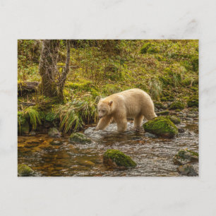 Weißer Geistbär jagt auf dem Riordan Creek nach Fi Postkarte