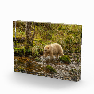 Weißer Geistbär jagt auf Riordan Creek nach Fische Fotoblock
