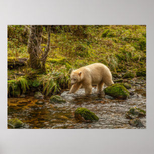 Weißer Geistbär jagt auf Riordan Creek nach Fische Poster