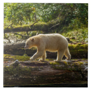 Weißer Geistbär jagt Fliese