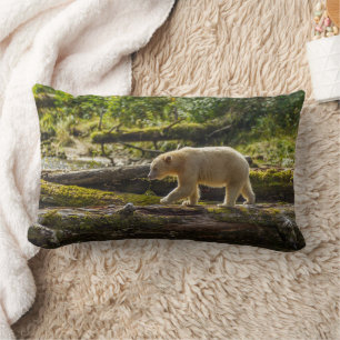 Weißer Geistbär jagt Lendenkissen