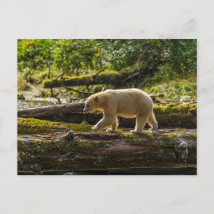 Weißer Geistbär jagt Postkarte