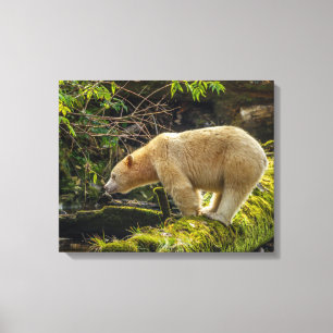 Weißer Geistbär Leinwanddruck