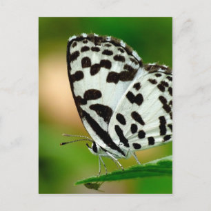 Weißer Gepunkteter Pierrot-Schmetterling Postkarte