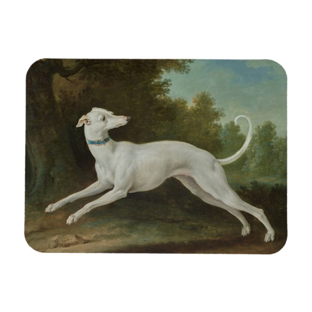 Weißer Grauhund Magnet (Horizontal)