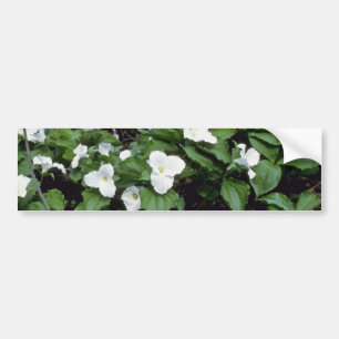 weißer Groß-Geblühter Trillium (Trillium Autoaufkleber