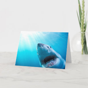 Weißer Hai  Südafrika Karte