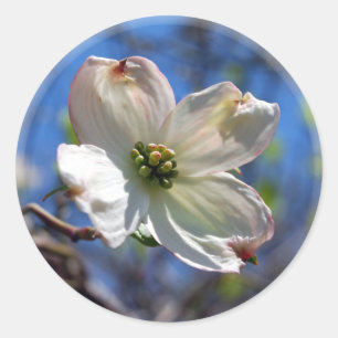 Weißer Hartriegel-Blumenaufkleber Runder Aufkleber