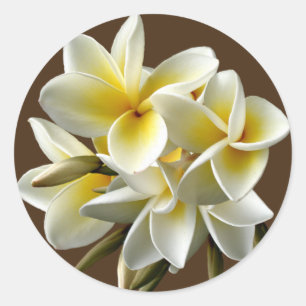 Weißer hawaiischer Plumeria-Blumenaufkleber Runder Aufkleber