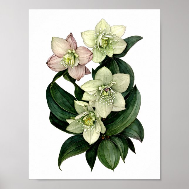Weißer Hellebore Botanischer Aquarelldruck Poster (Vorne)
