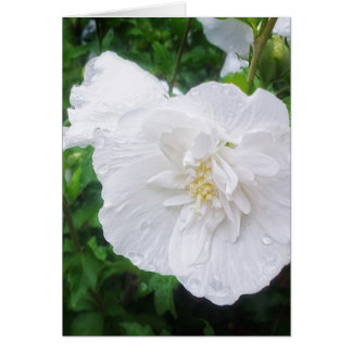 Weißer Hibiskus 2 Grace