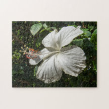 Weißer Hibiskus | Friedliche Natur