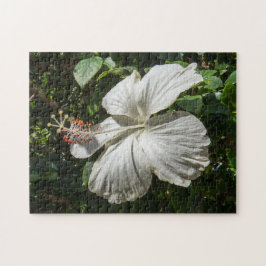Weißer Hibiskus | Friedliche Natur