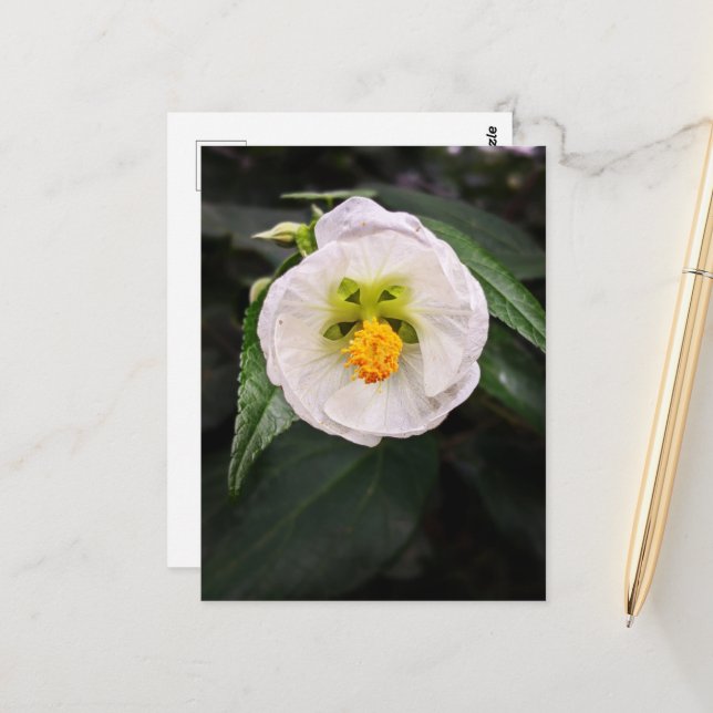 Weißer Hibiskus - Seien Sie einzigartig Wunschpost Postkarte (Vorderseite/Rückseite Beispiel)