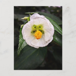 Weißer Hibiskus - Seien Sie einzigartig Wunschpost Postkarte