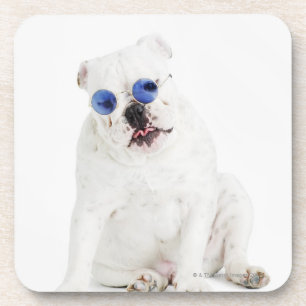 weißer Hintergrund, weiße Bulldogge, Blau abget Untersetzer