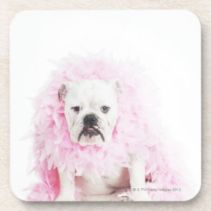 weißer Hintergrund, weiße Bulldogge, rosa Feder Untersetzer