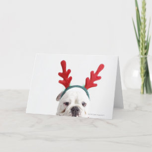 weißer Hintergrund, weiße männliche Bulldogge, rot Feiertagskarte