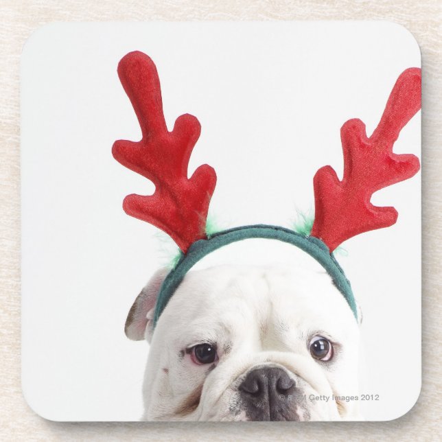 weißer Hintergrund, weiße männliche Bulldogge, rot Untersetzer (Vorderseite)
