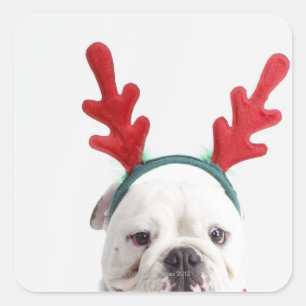 weißer Hintergrund, weißer männlicher Bulldog,  Quadratischer Aufkleber