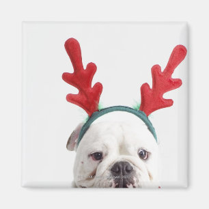 weißer Hintergrund, weißer männlicher Bulldog, rot Magnet