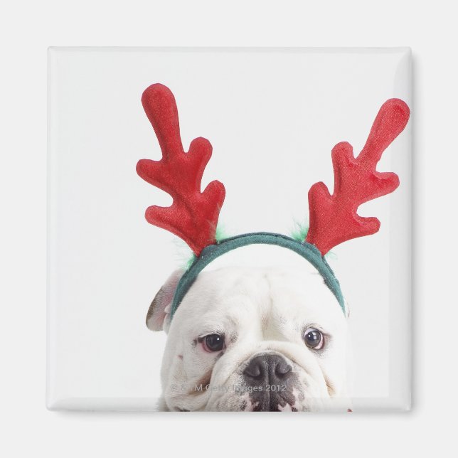 weißer Hintergrund, weißer männlicher Bulldog, rot Magnet (Vorne)
