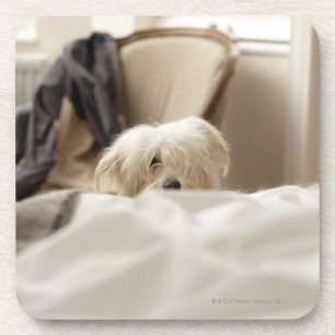 Weißer Hund, der hinter Bett (differenzialer, sic Getränkeuntersetzer