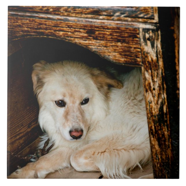 Weißer Hund Fliese (Vorderseite)