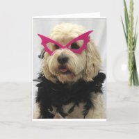 weißer Hund, lustige Kostüme, Spaß, Brille auf dem