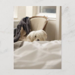 Weißer Hund versteckt sich hinter dem Bett (differ Postkarte