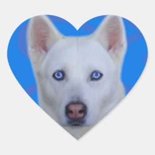 Weißer Husky-Aufkleber (blauer Hintergrund) Herz-Aufkleber